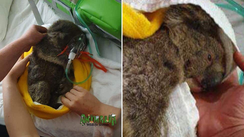 Arnie the koala survived the bushfires, but died later after he was fed water the wrong way.