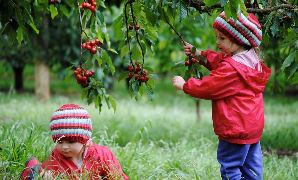 Ripe 'N' Ready Cherry Farm