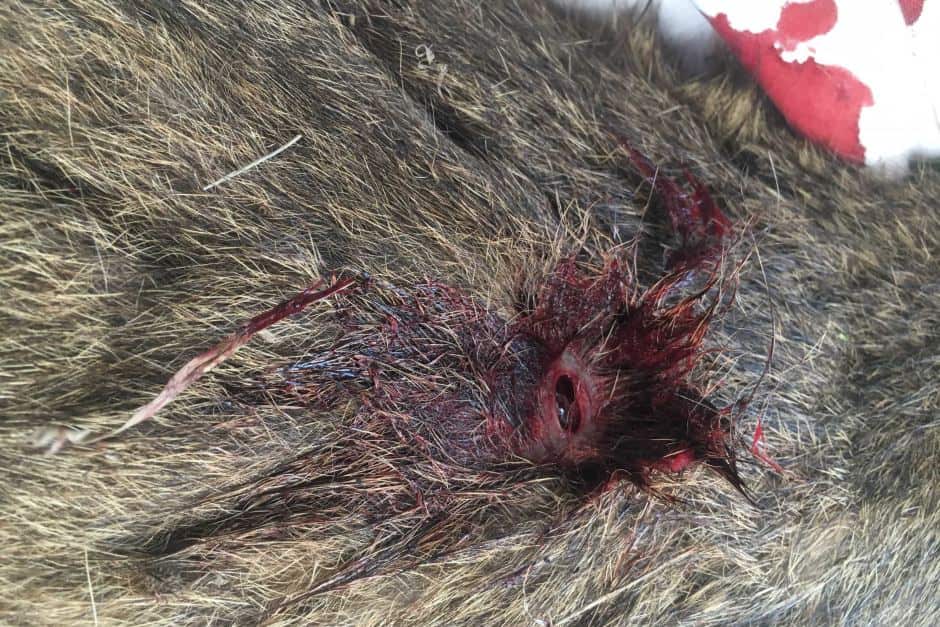 Wildlife officers now believe the animals were shot with arrows.