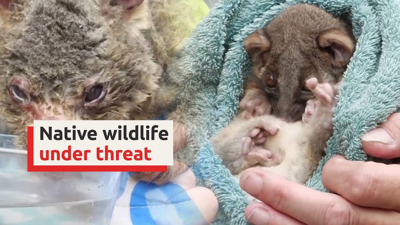 Animal rescue workers have grave concerns for wildlife as bushfires and extreme heat continues
