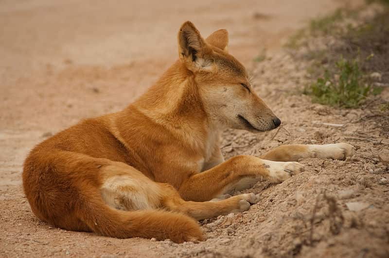 A woman and a child were attacked by a dingo on Fraser Island. 