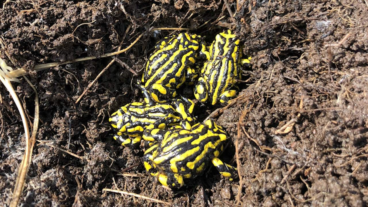 A group of Endangers Southern Corroboree Frogs have survived bushfires that hit Kosciuszko National Park. (Taronga Conservation Society)