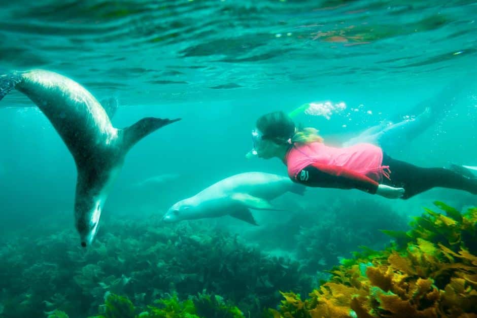 Swim with the 'puppies of the sea' on South Australia's Eyre Peninsula. 