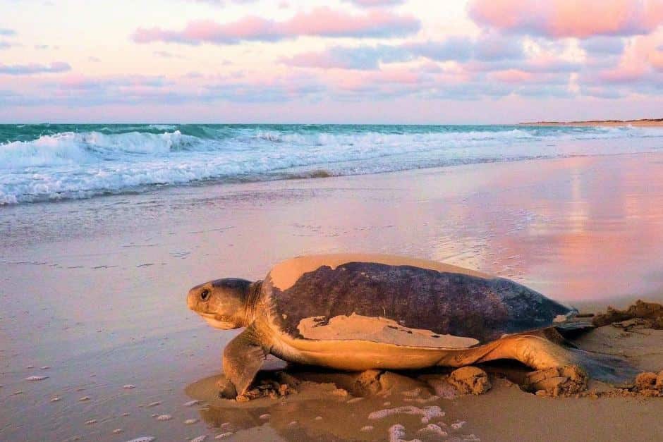 Flatback turtles return each year to the exact beach where they were hatched. 