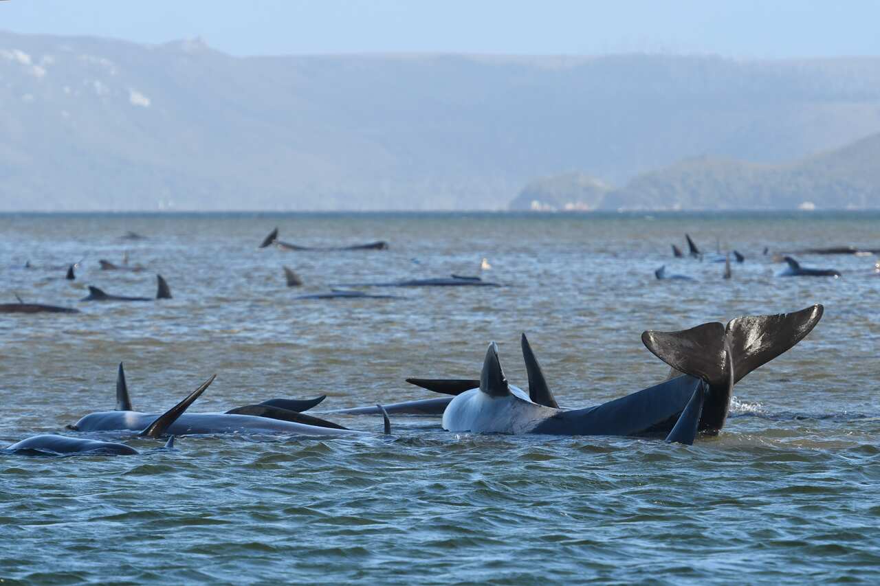 A pod of whales have become stranded on a sandbar at Macquarie Harbour, Tasmania.