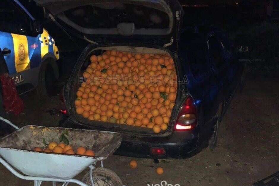 Oranges packed in the boot of a car in Seville, Spain