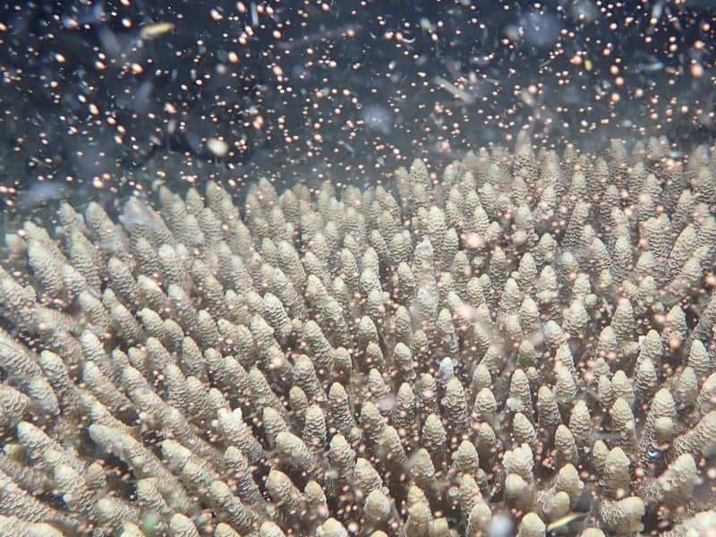 Coral spawning on the Great Barrier Reef, in 2021