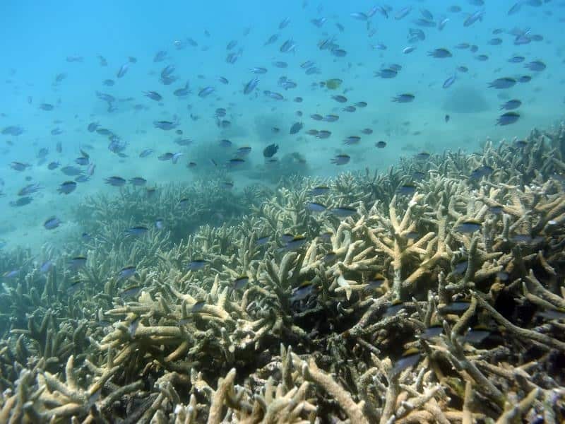 Tropical fish swim along the edges of a coral reef.