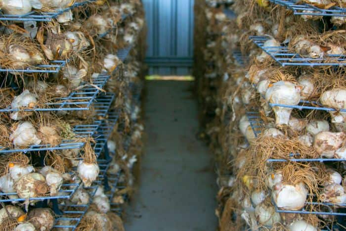 "Tỏi Úc không được xử lý bằng hóa chất như vậy nên chúng có hương vị mạnh hơn và mùi thơm hơn rất nhiều, ăn ngon hơn hẳn"