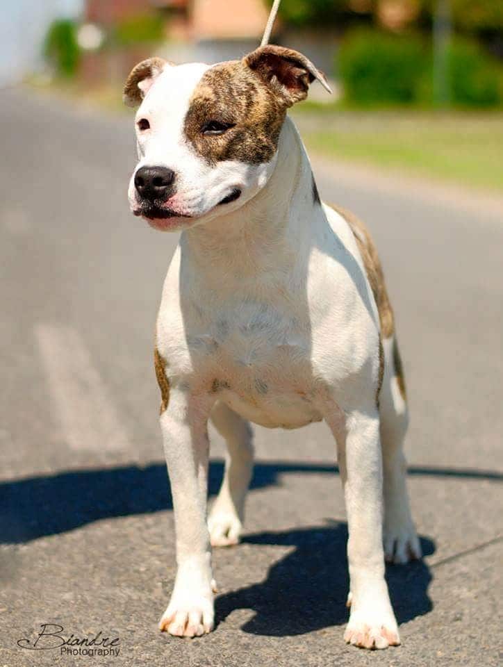 amstaff, american staffordshire terrier