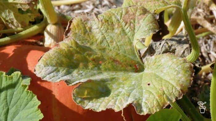 Powdery mildew