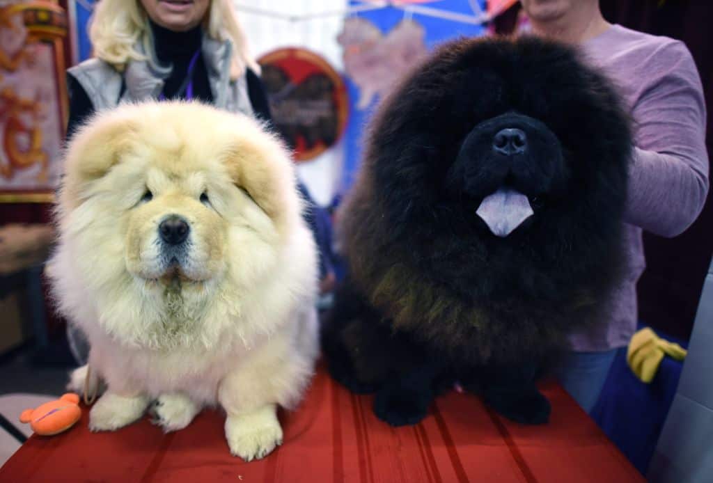 สุนัขพันธุ์เชาเชาในงานแสดงสุนัขของผู้เพาะพันธุ์ 