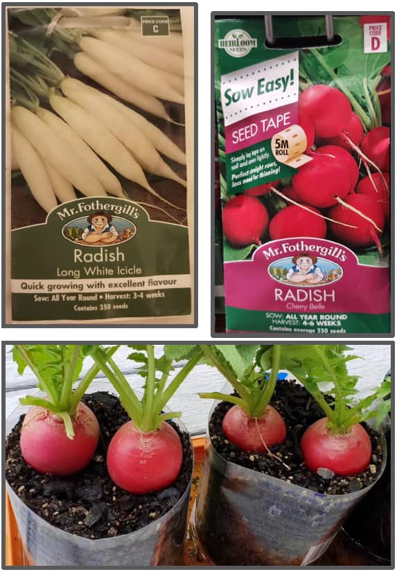 容易种的小萝卜