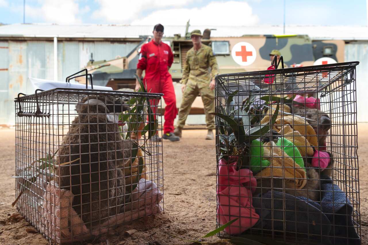 Injured koalas rescued by the Australian Army soldiers, New Zealand Army sappers and RSPCA members are transported from the Hanson Wildlife Sanctuary.