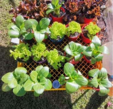 照片中左边一排的是用自己配制的三合一液体肥、其他四排有复合肥,osmocote缓释肥,日本园艺配方,xx液体肥。