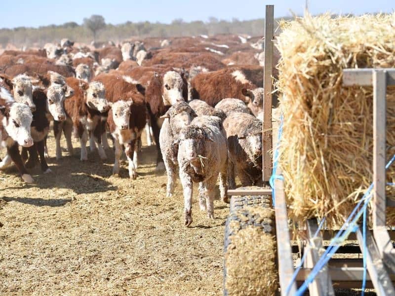 Stock gather to feed at Langawirra Station north of Broken Hill,