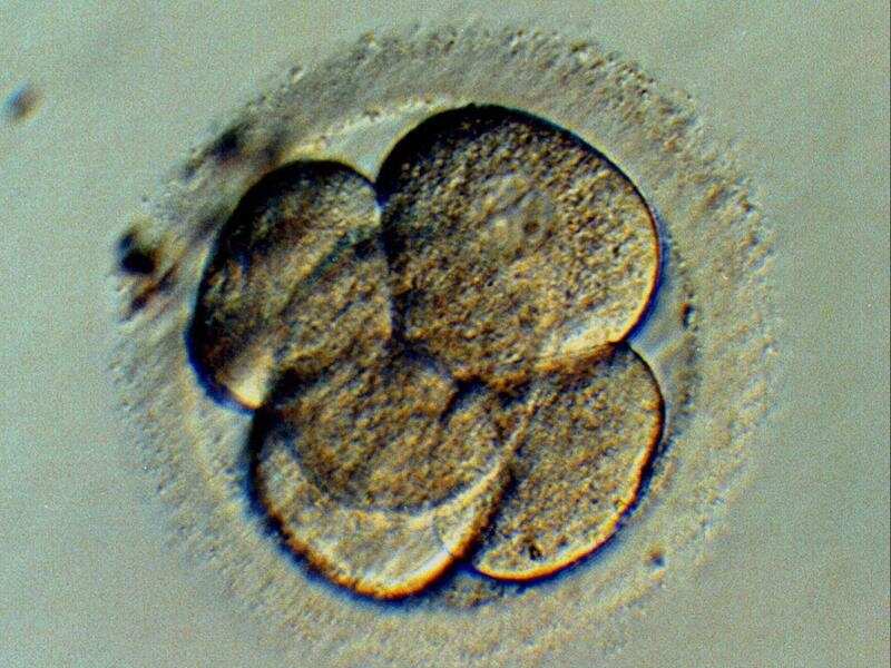 A five cell human embryo