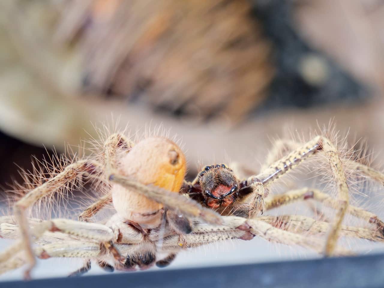 Two golden huntsman spiders captured during a rare moment of mating.