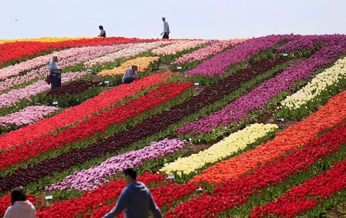 The tulip fields at Table Cape Tulip Farm in north-west Tasmania.
