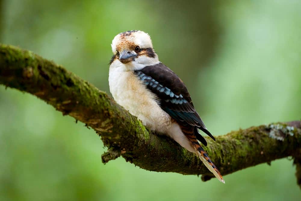 Laughing Kookaburra