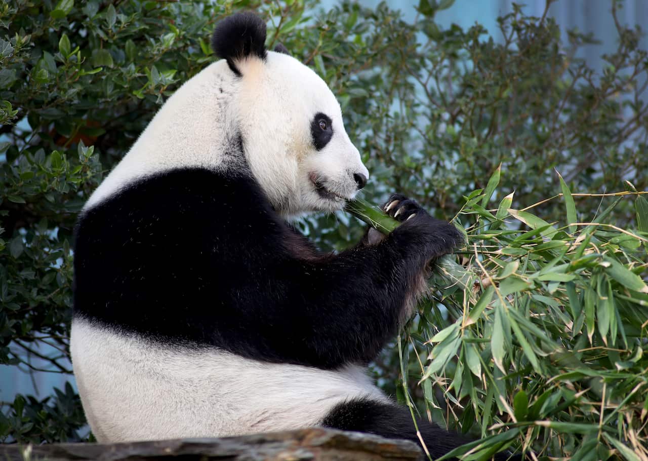 Panda at Adelaide Zoo