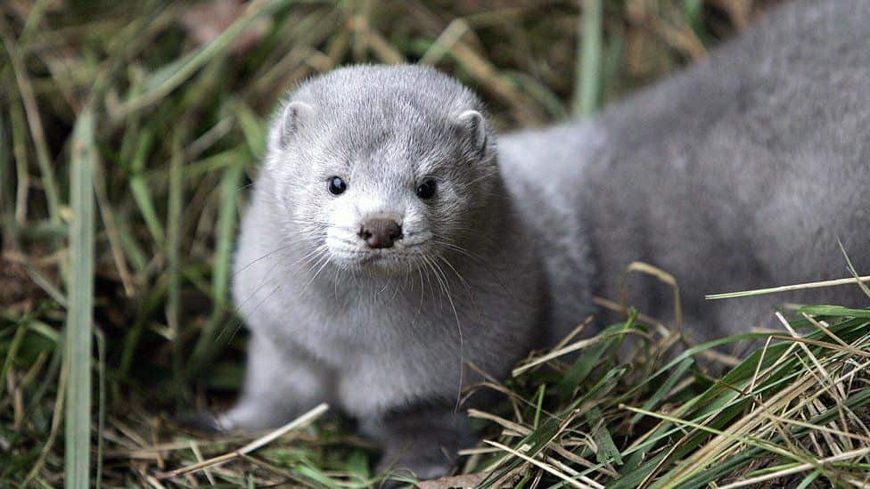 Millions of mink were culled in Denmark after a widespread outbreak