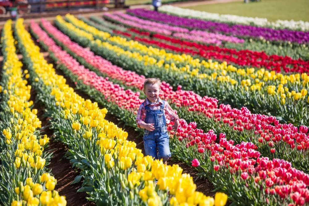 Tesselaar Tulip Festival