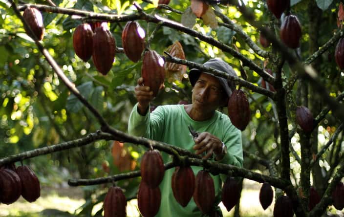 locally grown cacao