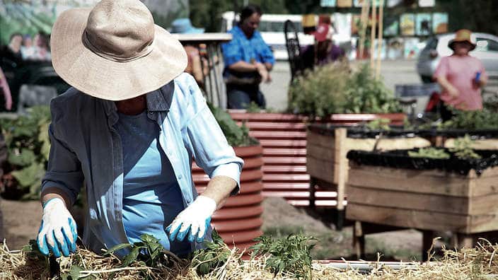 raised vegetable bed
