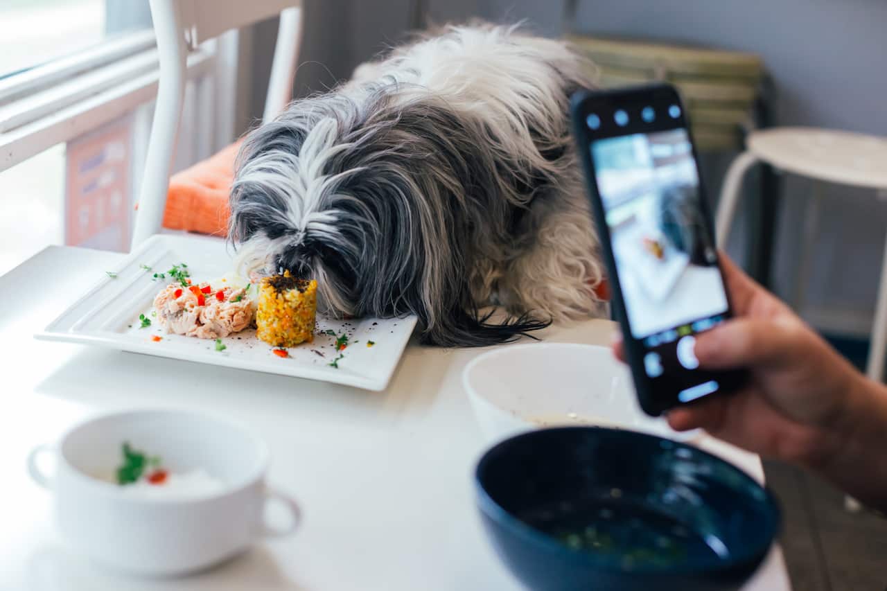 Pet restaurant sydney Chew Chew