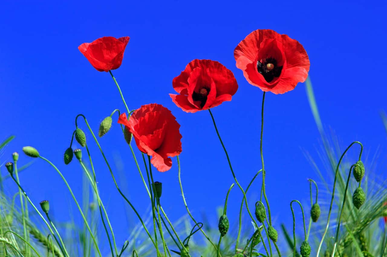 Common poppies, flowering against a blue sky
