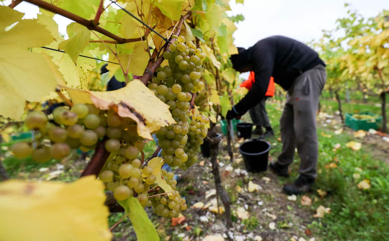 A foreign worker picks fruit. 