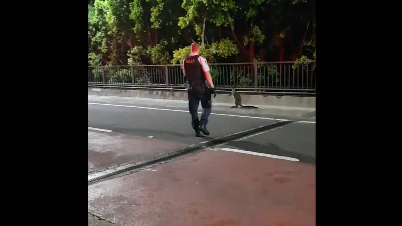 Police officers were able to capture the startled wallaby