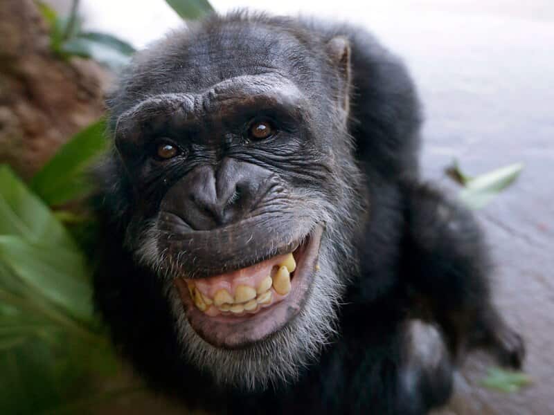 The chimpanzee is a species of great ape native to the forests and savannahs of tropical Africa.