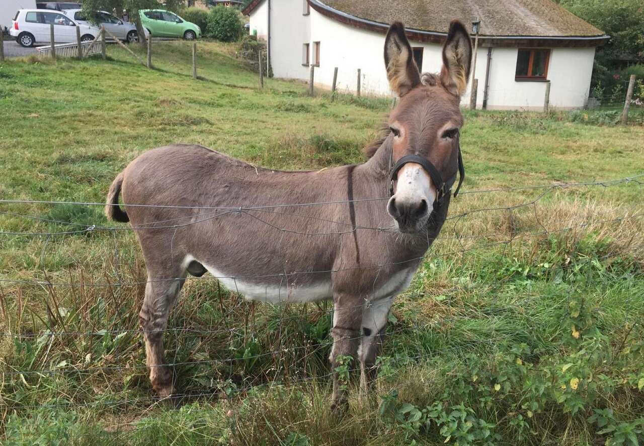 "Vitus" auf seiner Weide in Schlitz, Hessen