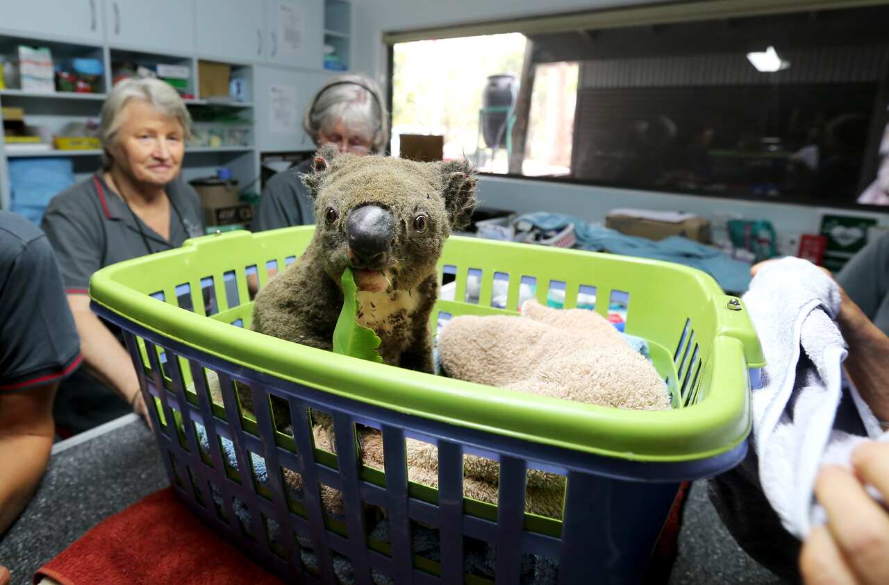 Paul the koala in the ICU recovering from burns at the Port Macquarie Koala Hospital, which has recieved more than $3.7 million in GoFundMe donations.