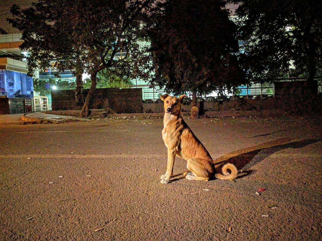 A stray dog in Noida, India