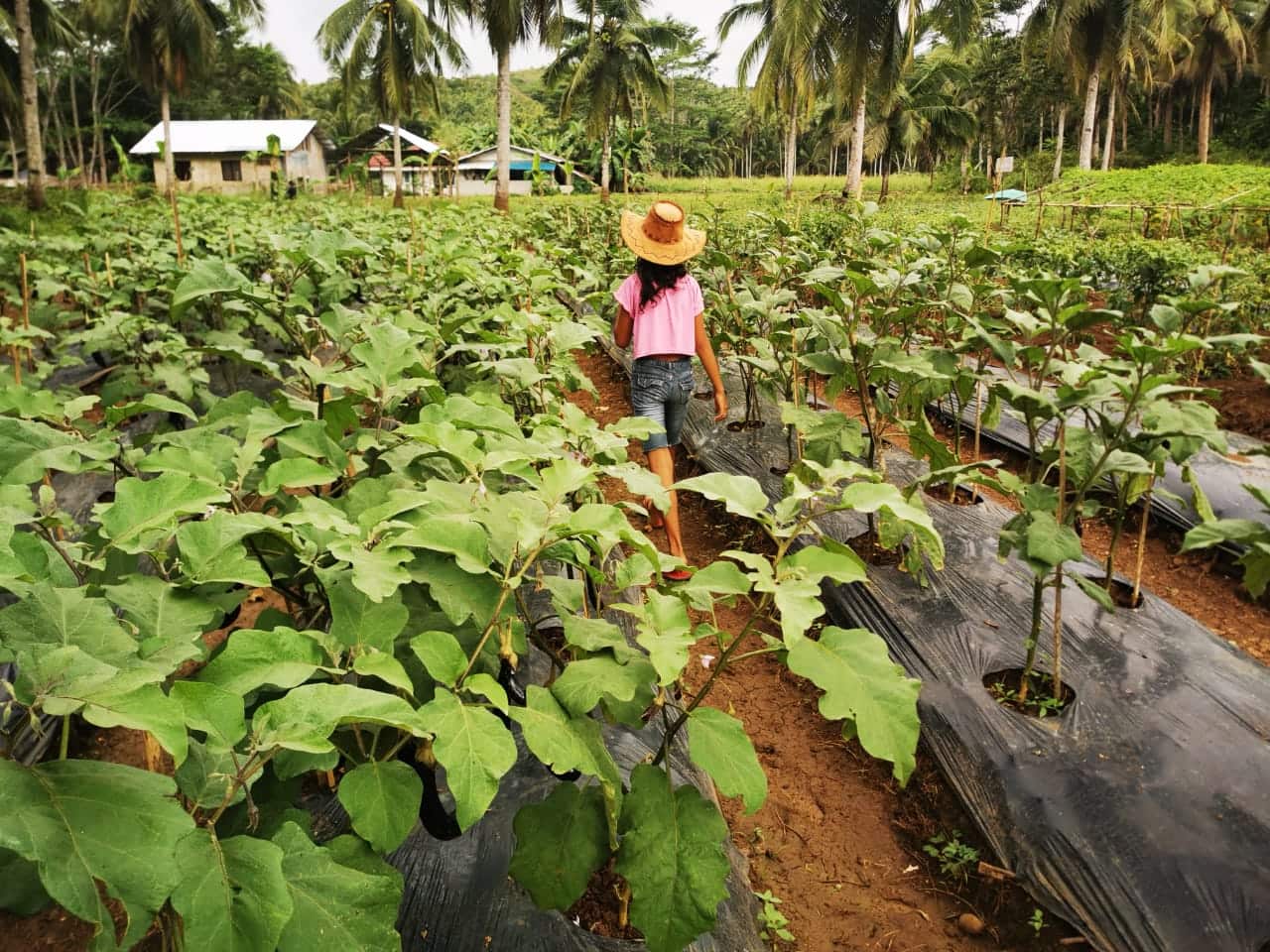 siargao, farming, covid, hardin ng pagbabago