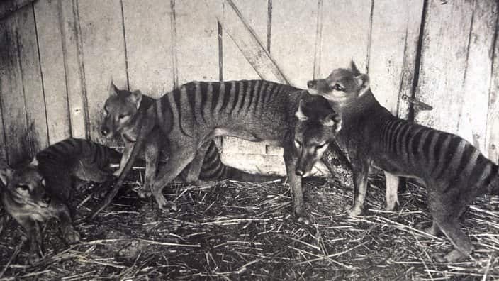 young thylacines or Tasmanian tigers held in captivity, 1936