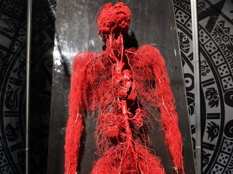 The human circulation system is just one of 200 anatomical specimens on display at Real Bodies. 