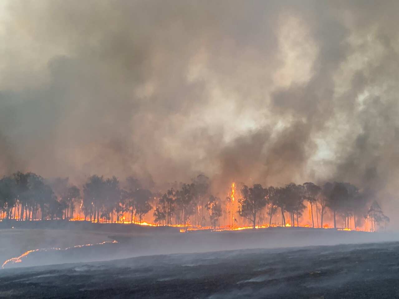 جنگل سوخته که تا مدتها مثل زغال سرخ، داغ و غیر قابل زیست است