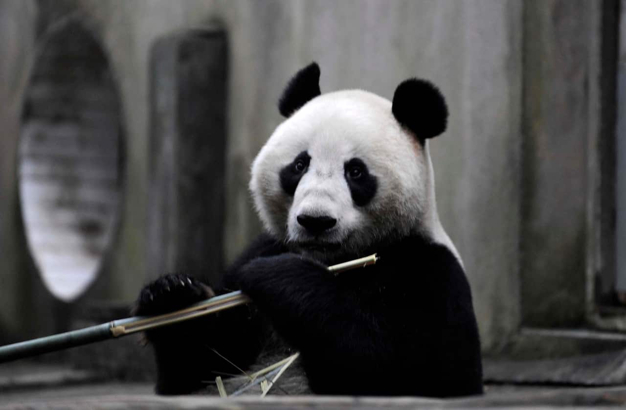 Male panda Wang Wang snacks on some bamboo.