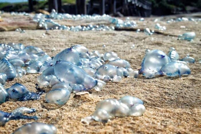 Bluebottle jelly fish
