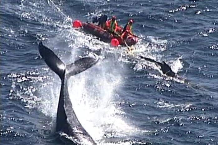 Equipo de rescate libera a una cría de ballena jorobada que había quedado enredada en una red