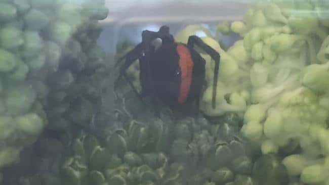 The Redback spider nestled in broccoli