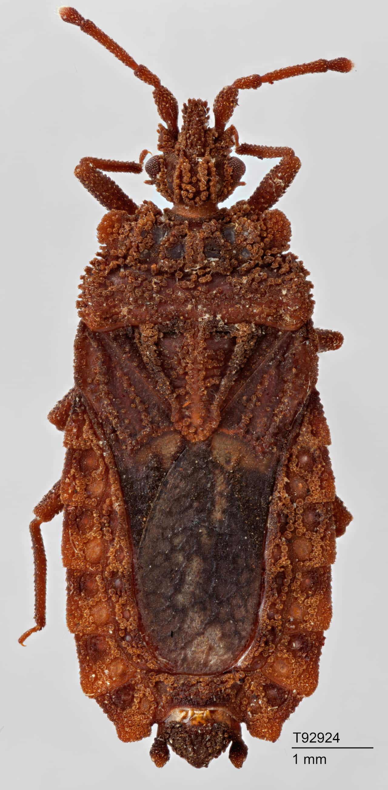 Dorsal view paratype of Acrictus monteithi T92924 (Hemptera: Aradidae) collected by C.R. Hembrow on Fraser Island , 1-6 May 1967.
