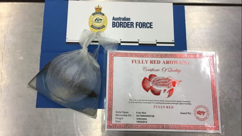 endangered “Fully Red Asian Arowana”