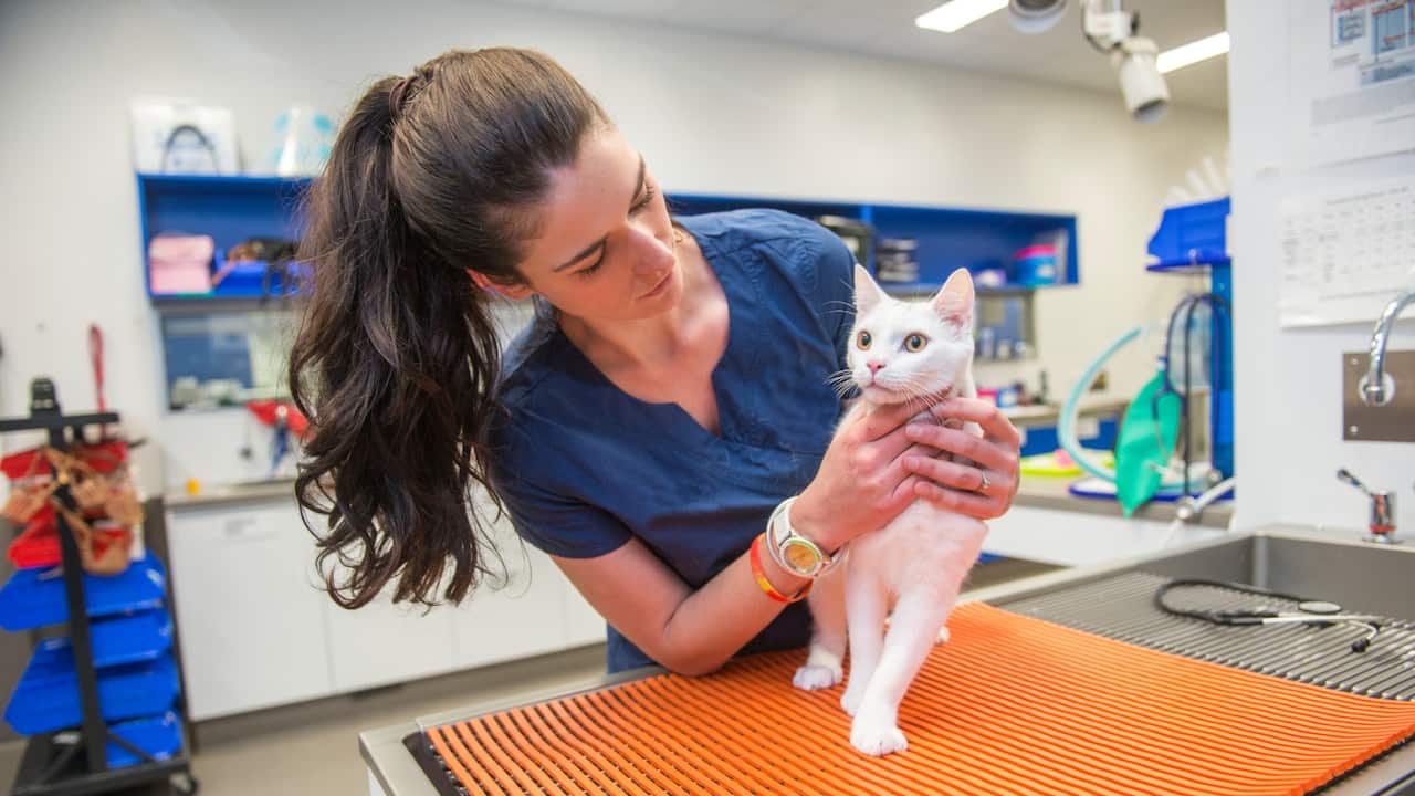 Adopting Pets Australia