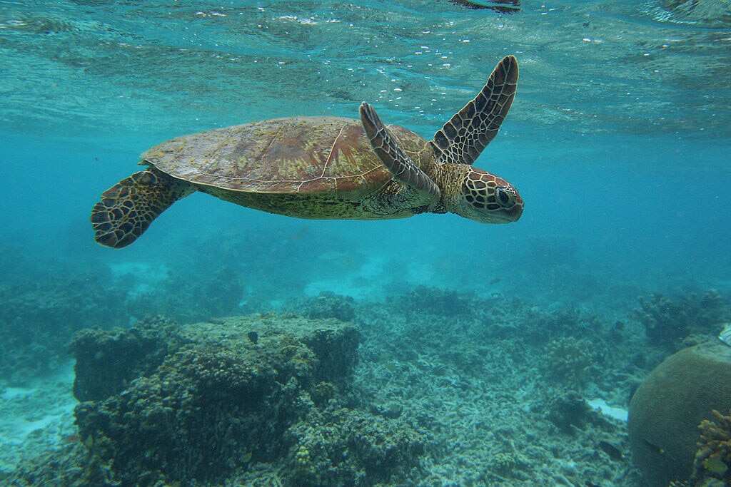Scenes Of Lady Elliot Barrier Reef Eco Island