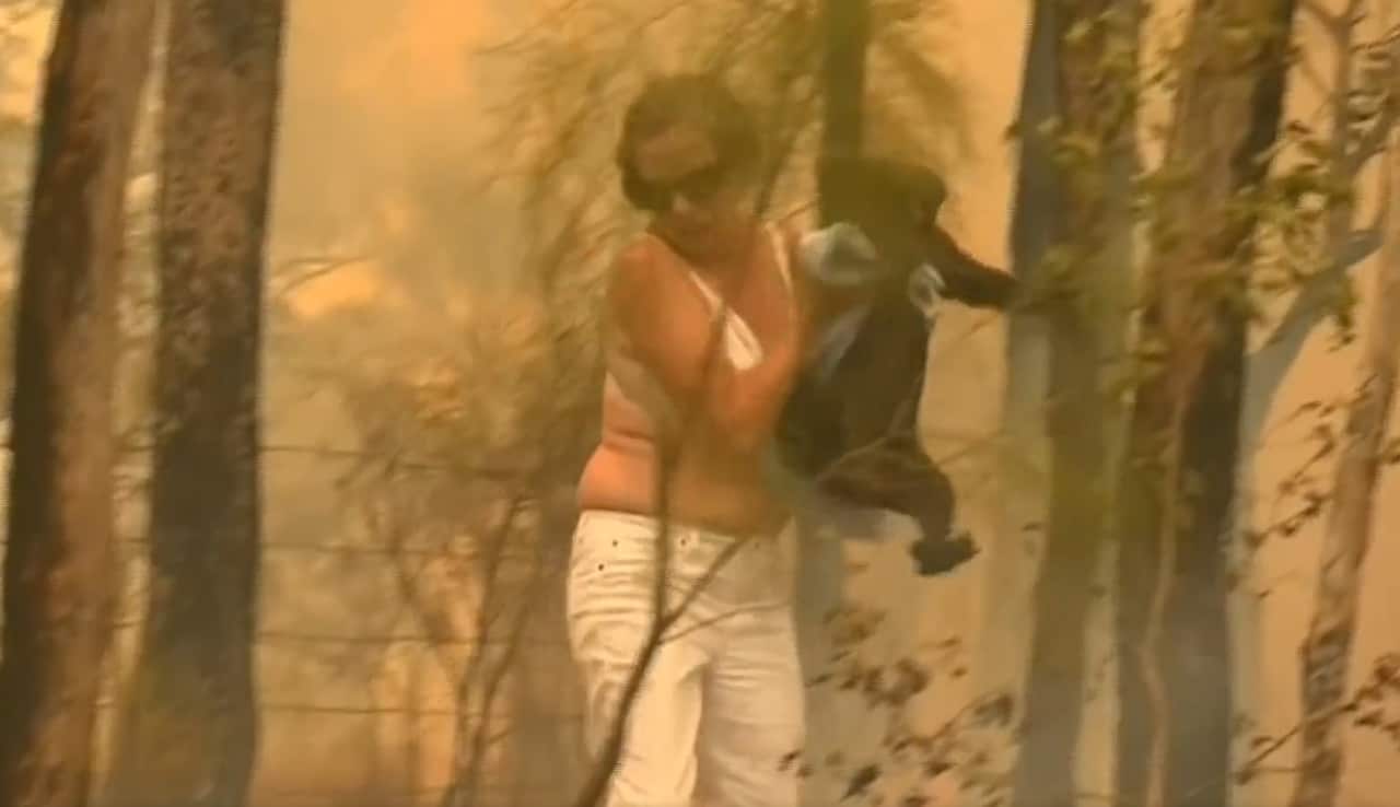 The koala is now in the Port Macquarie Koala Hospital.